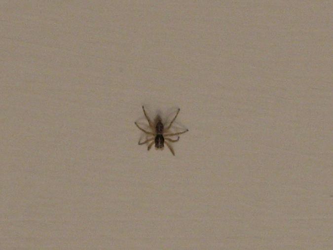 Menemerus sp.